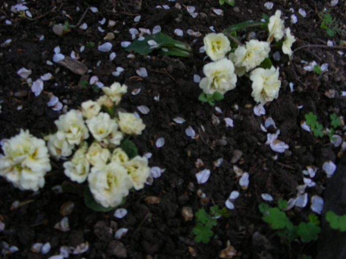 Gr 2010 051