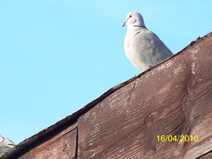 100_5499 - 15 22 aprilie 2010