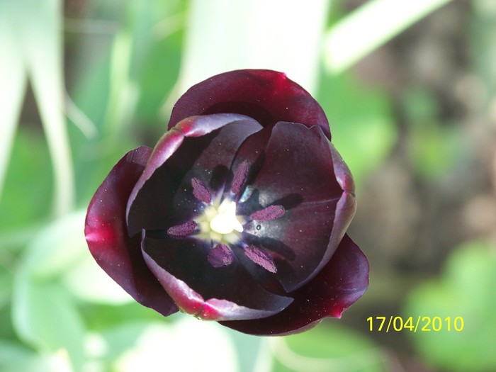 100_5560 - 15 22 aprilie 2010