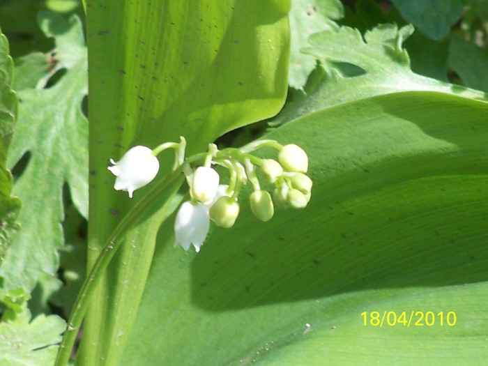 100_5605 - 15 22 aprilie 2010