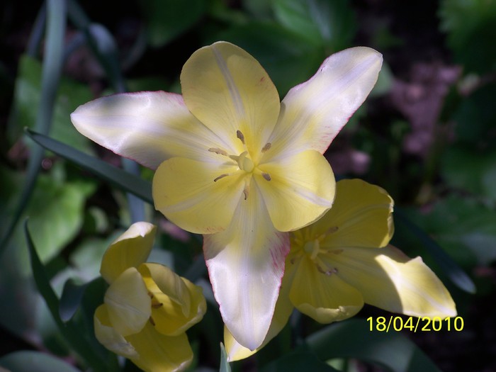 100_5609 - 15 22 aprilie 2010