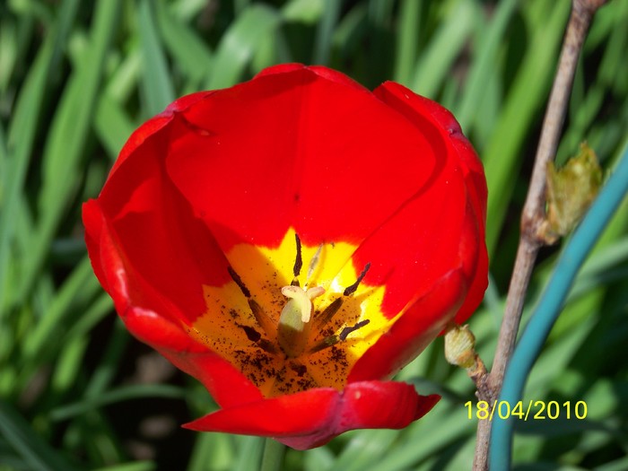 100_5624 - 15 22 aprilie 2010