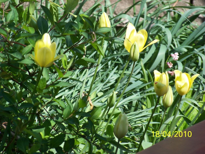 100_5631 - 15 22 aprilie 2010