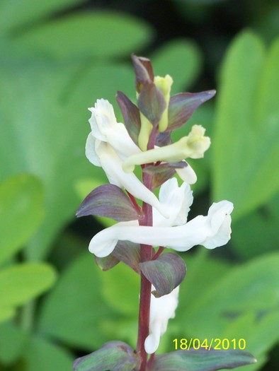 100_5634 - 15 22 aprilie 2010