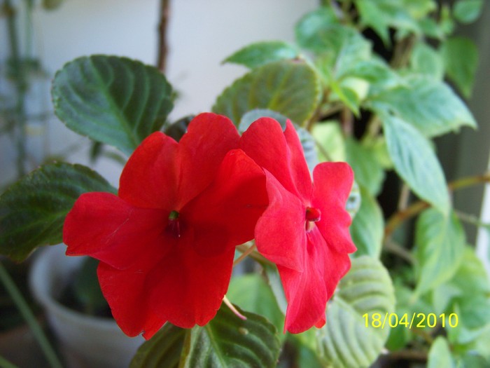 100_5642 - 15 22 aprilie 2010