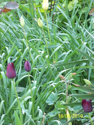 100_5661 - 15 22 aprilie 2010