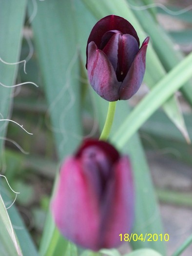 100_5663 - 15 22 aprilie 2010