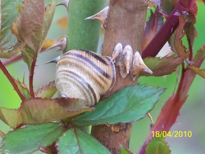 100_5666 - 15 22 aprilie 2010