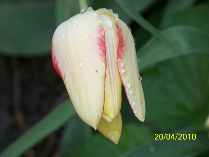 100_5730 - 15 22 aprilie 2010