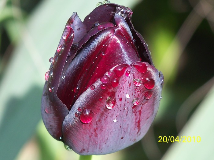 100_5736 - 15 22 aprilie 2010