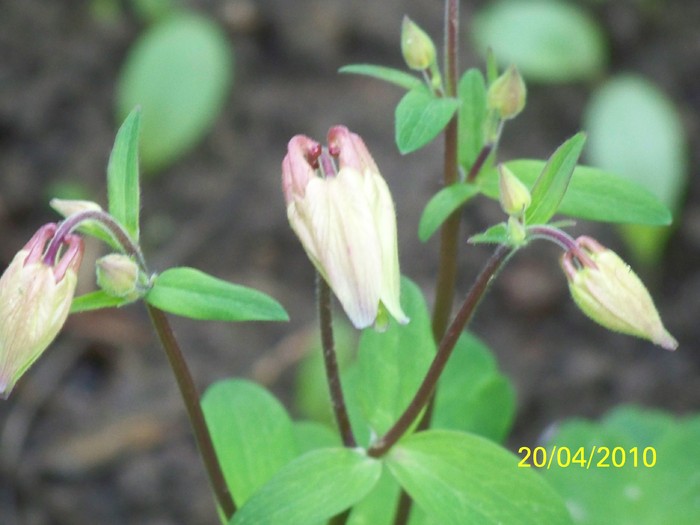 100_5739 - 15 22 aprilie 2010