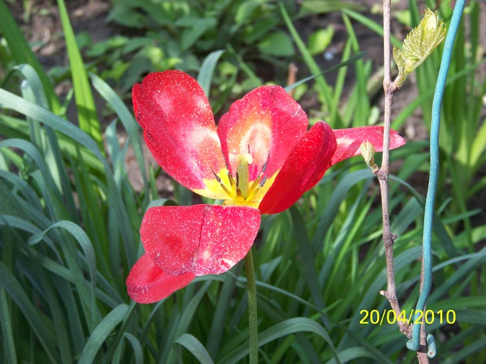 100_5746 - 15 22 aprilie 2010