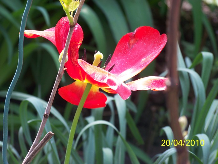 100_5748 - 15 22 aprilie 2010