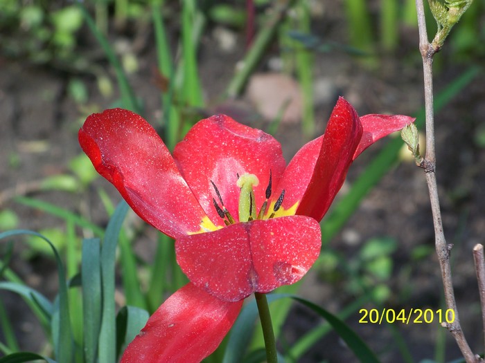 100_5749 - 15 22 aprilie 2010