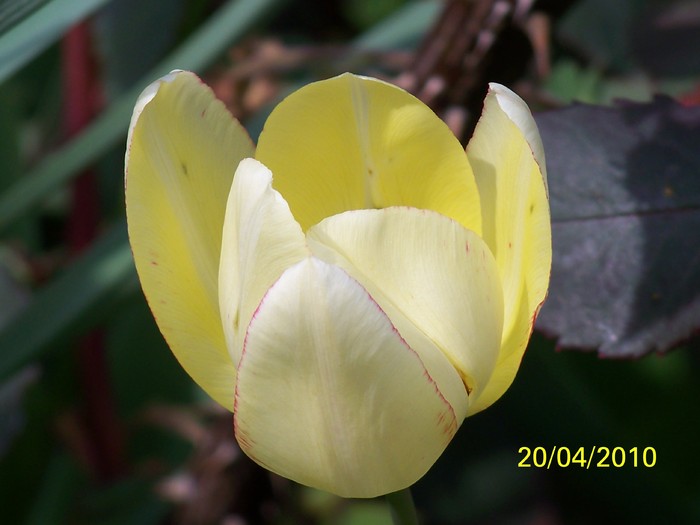 100_5753 - 15 22 aprilie 2010