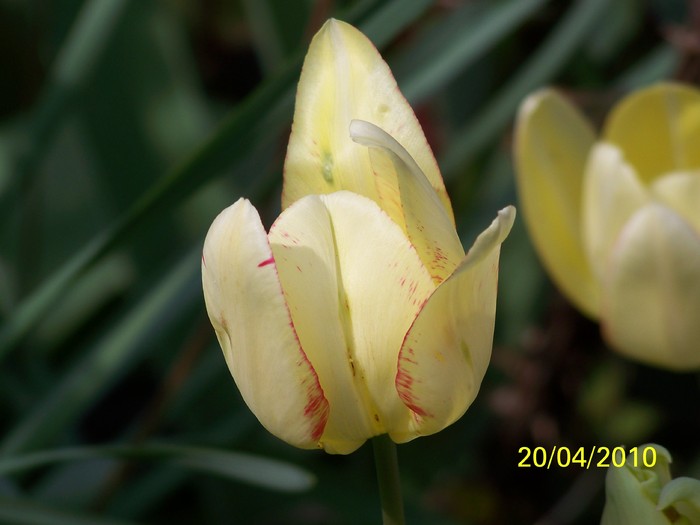 100_5755 - 15 22 aprilie 2010