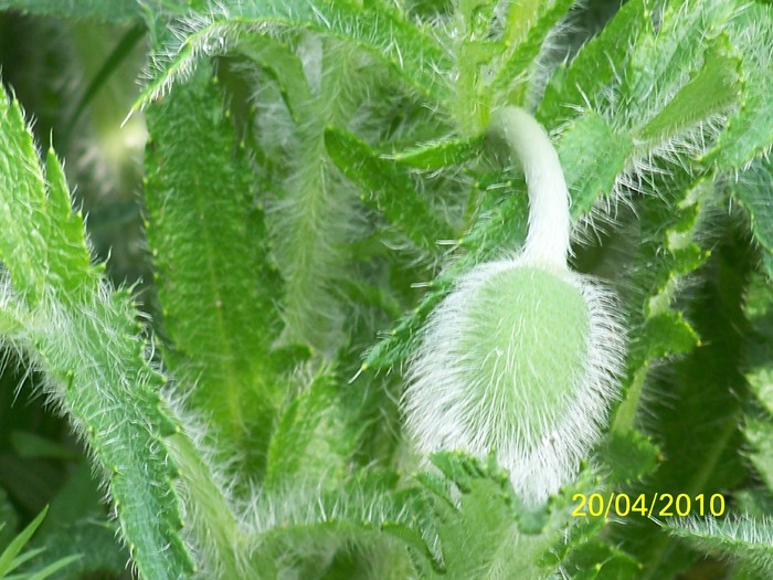 100_5756 - 15 22 aprilie 2010