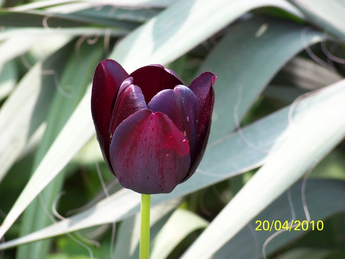 100_5759 - 15 22 aprilie 2010