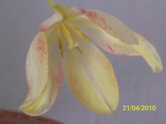 100_5764 - 15 22 aprilie 2010