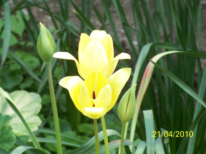 100_5765 - 15 22 aprilie 2010