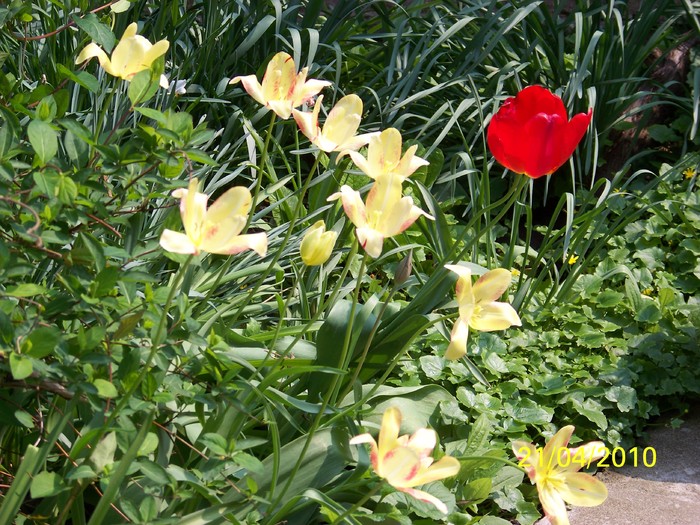 100_5768 - 15 22 aprilie 2010