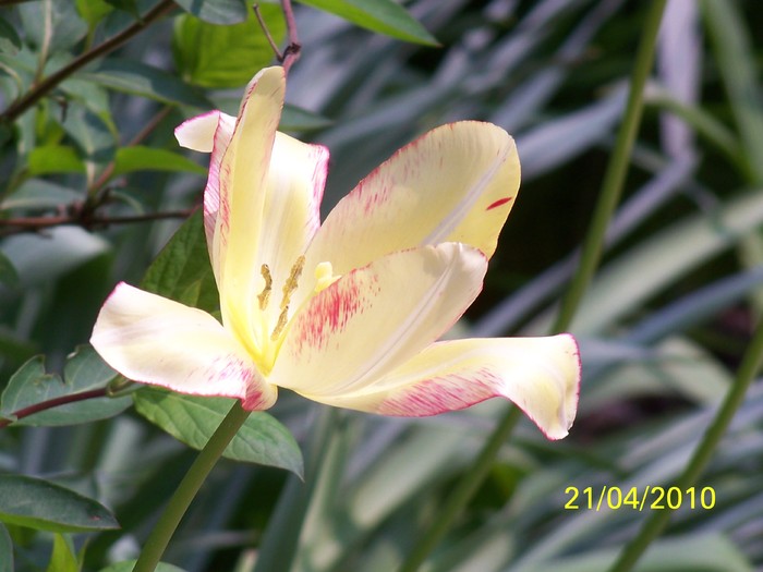 100_5771 - 15 22 aprilie 2010