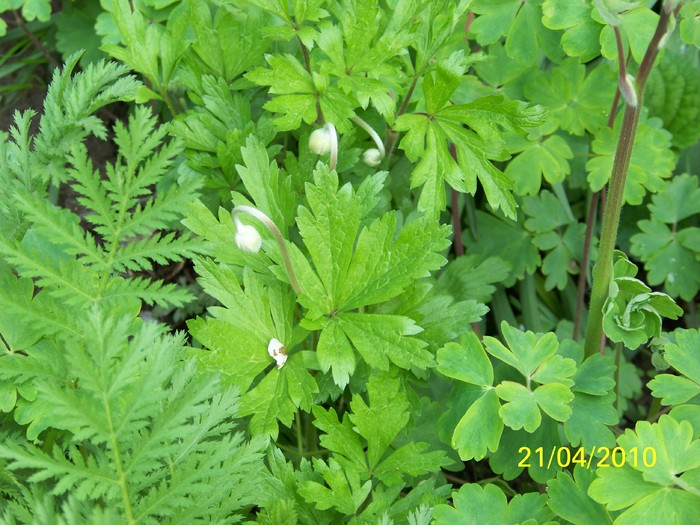 100_5773 - 15 22 aprilie 2010