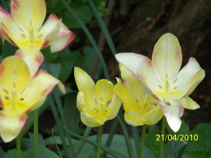 100_5774 - 15 22 aprilie 2010