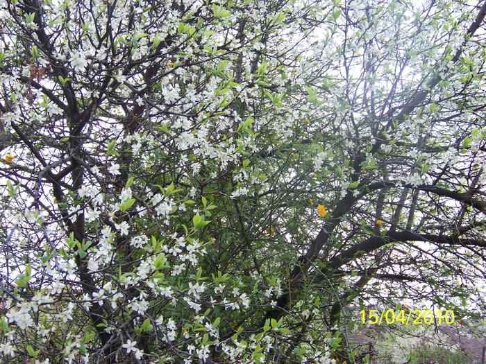 100_5354 - 15 22 aprilie 2010