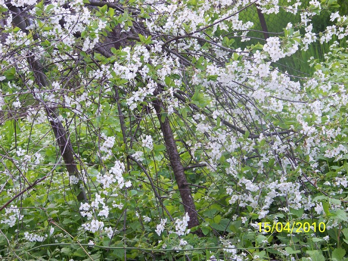 100_5356 - 15 22 aprilie 2010