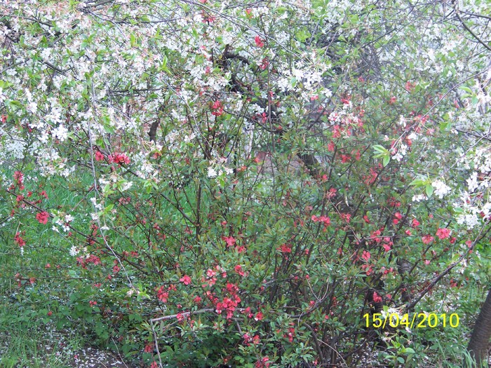 100_5358 - 15 22 aprilie 2010