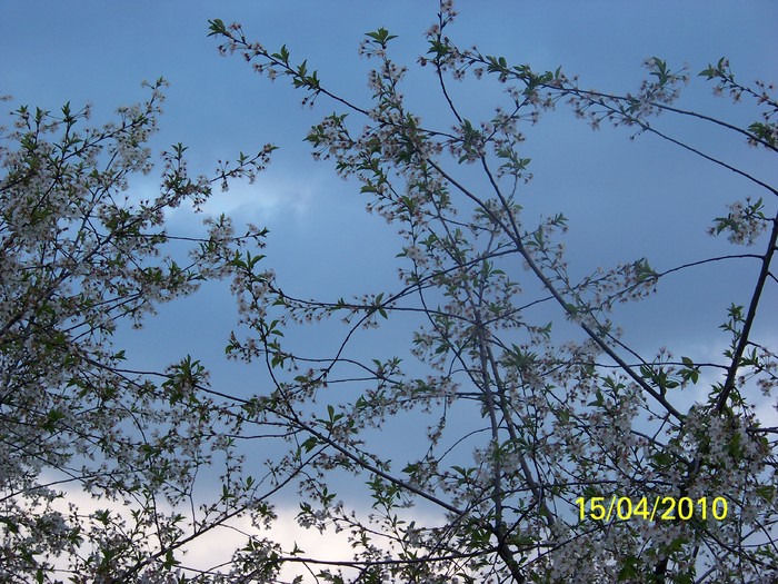 100_5365 - 15 22 aprilie 2010