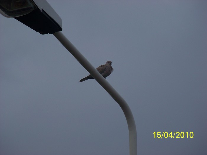 100_5399 - 15 22 aprilie 2010