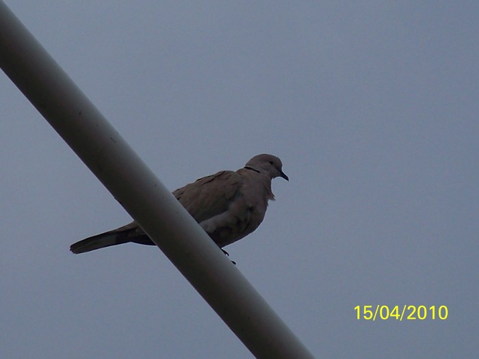 100_5400 - 15 22 aprilie 2010