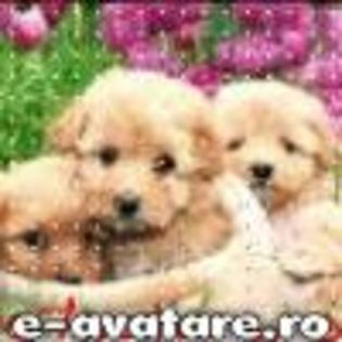 avatare_gratuite_882a3841e9d4e916254c5841051206b2