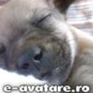 avatare_gratuite_176738550646db13a0263487.22218519 - Catelusi