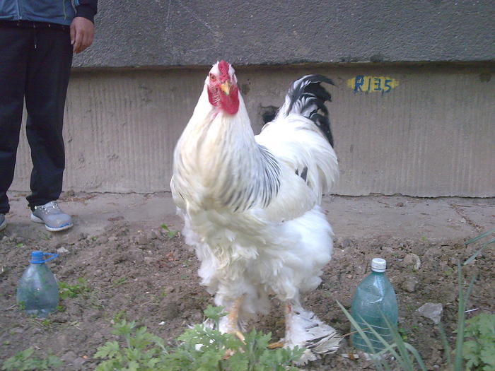 brahma herminat deschis cocos; brahma herminat deschis
