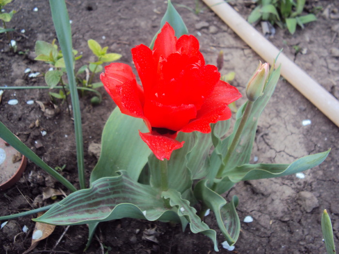 DSC00822 - gradina 2010