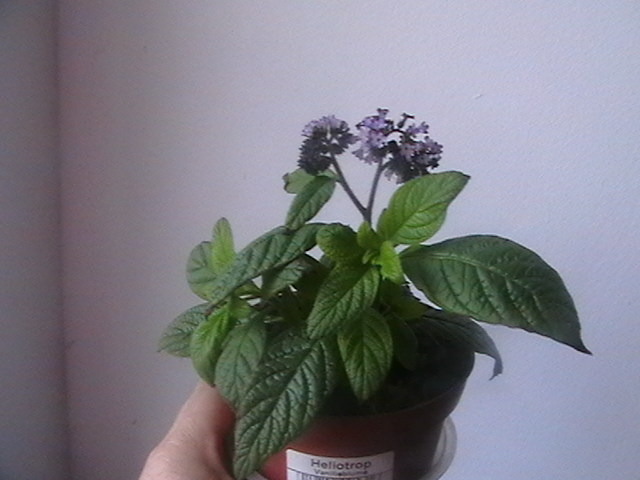 floare de vanilie - oxigenul din case 2010