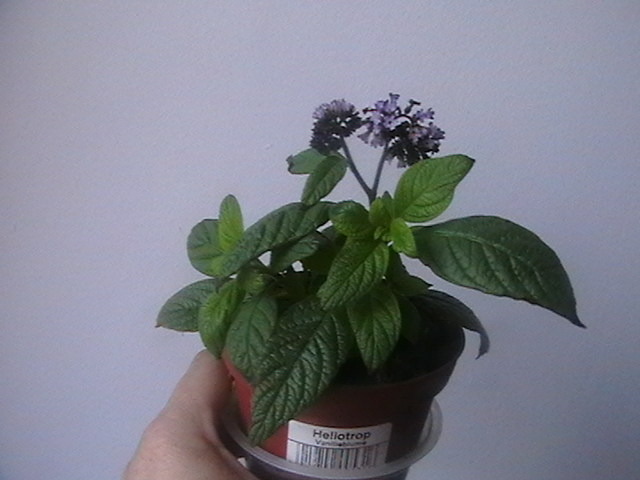 floare de vanilie - oxigenul din case 2010