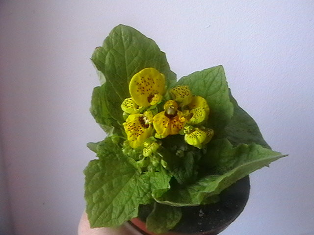 calceolaria - oxigenul din case 2010