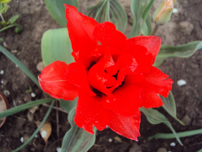 DSC00823 - gradina 2010