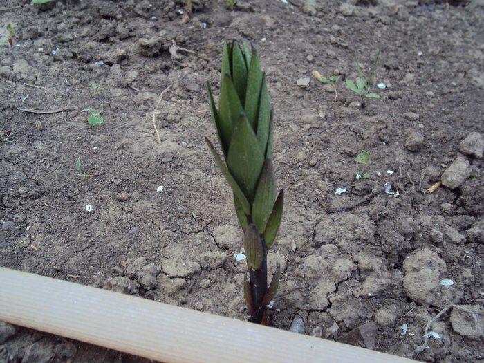 DSC00824 - gradina 2010