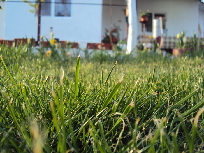 DSC00862 - gradina 2010