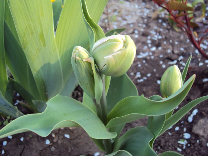 DSC00867 - gradina 2010