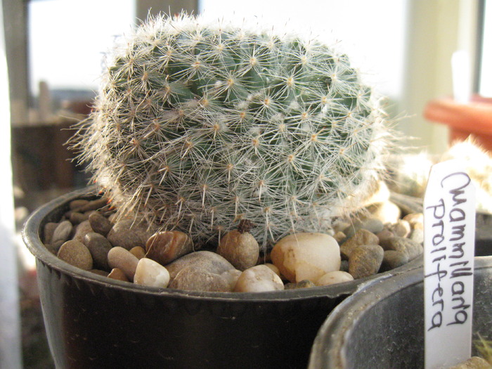 Mammillaria hahniana