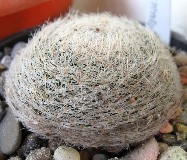 Mammillaria lenta