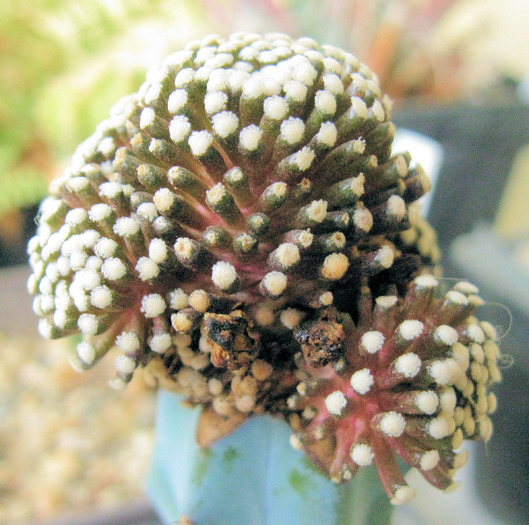 Mammillaria luethyi-altoita - Mammillaria