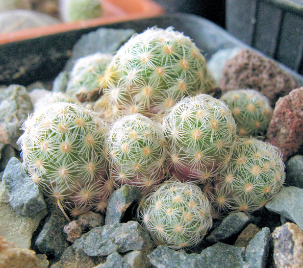 Mammillaria saboe