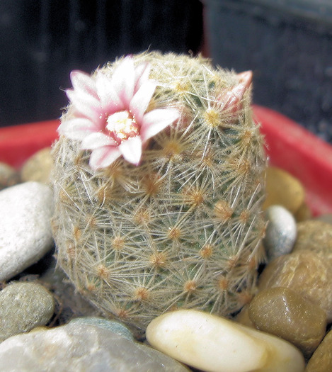 Mammillaria shiedeana ssp.giselae - Mammillaria